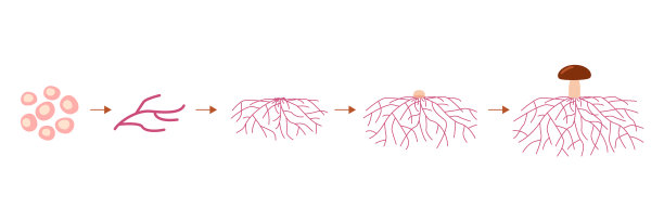 蘑菇生活史分期，由孢子生长菌丝。孢子萌发，菌丝膨胀，形成菌丝结。矢量图图片下载