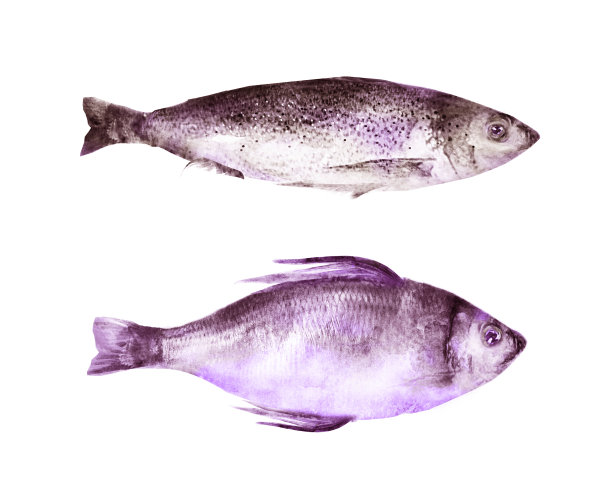 水彩鱼在白色的背景图片下载