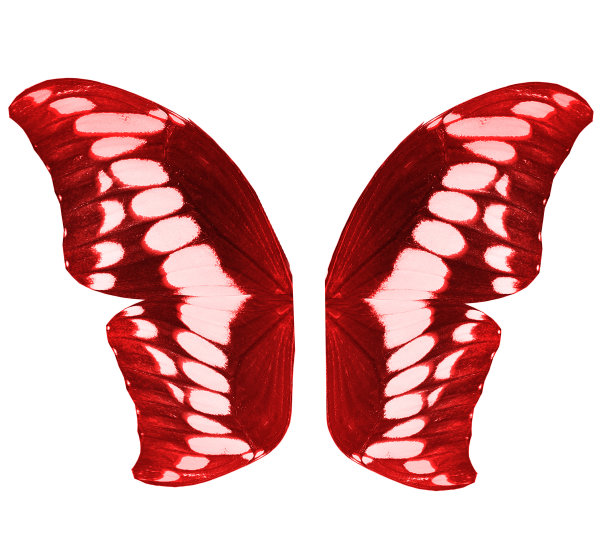 彩色蝴蝶翅膀，孤立在白色背景图片下载