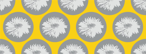 菊花终灰上透黄图片下载