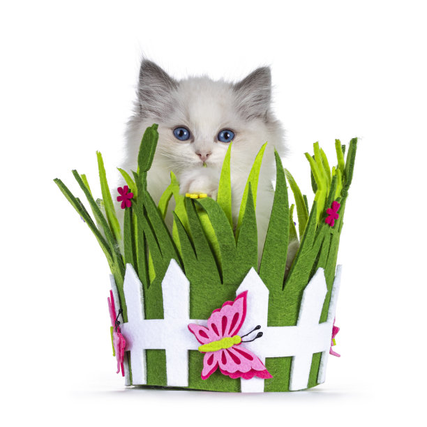 布娃娃猫，白色背景上的小猫图片下载