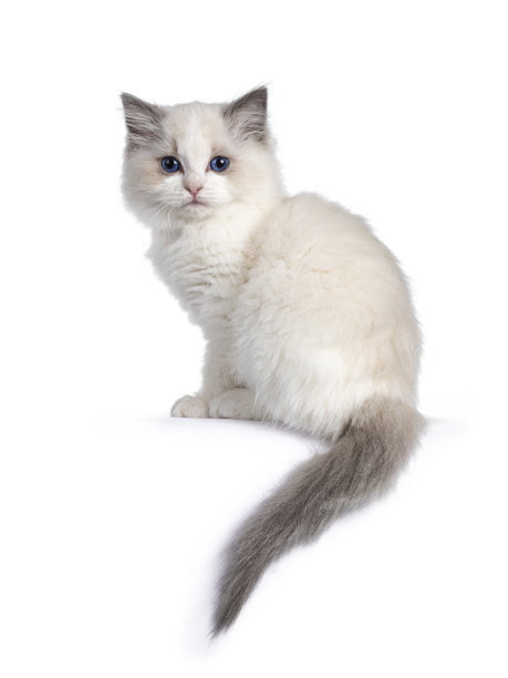 布娃娃猫，白色背景上的小猫图片下载