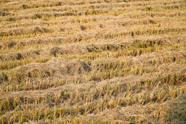 收割稻田后。在水稻收获季节之后收集秸秆，为新作物做准备图片下载