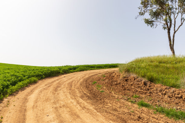 泥路右转，桉树林旁绿地图片下载