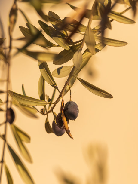 成熟的黑橄榄图片下载