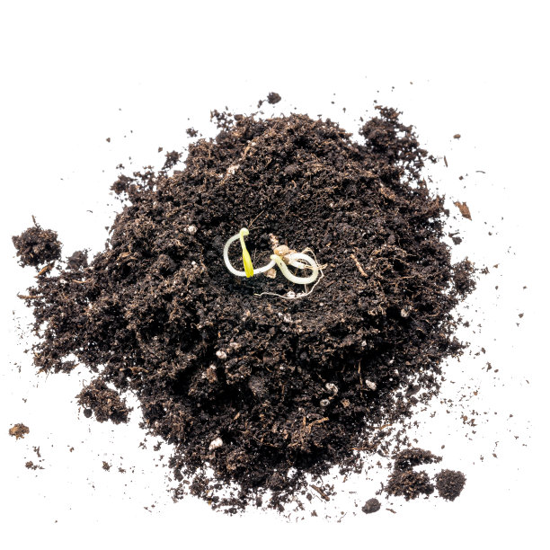 豆芽在土堆孤立在一个白色的背景。园艺的概念。环保概念图片下载