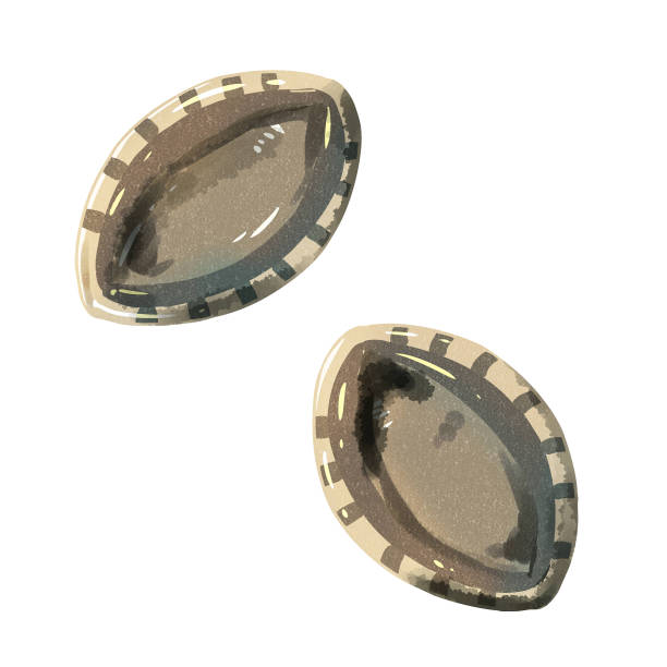 鲍鱼水彩风格图片下载