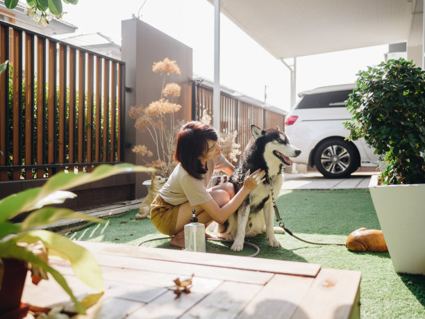 女人洗澡她的西伯利亚哈士奇。图片下载