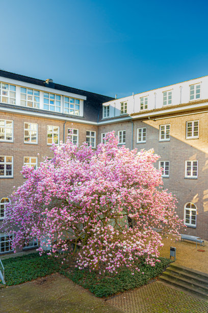 马斯特里赫特大学附近美丽的盛开的木兰树图片下载