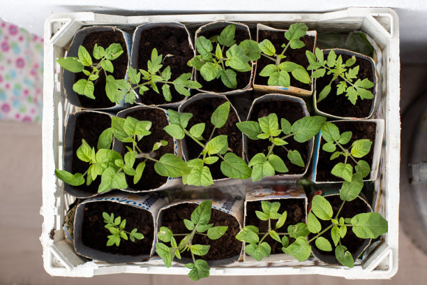 一个装着幼苗的盒子。在春天种植幼苗图片下载