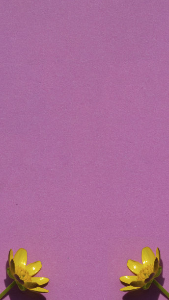 两朵黄色的花在粉红色的背景上。平面布局俯视图。现成的instagram模板。图片下载