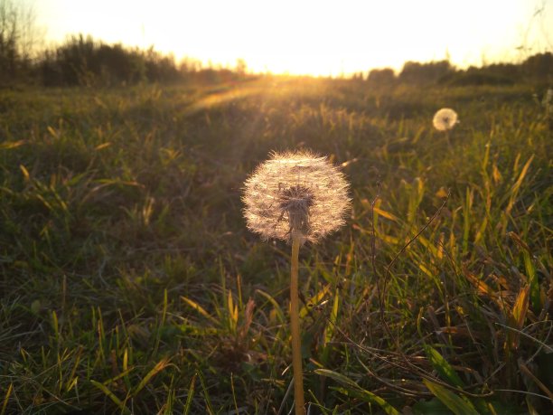 夏日日落时，田野上蓬松的圆形蒲公英花图片下载