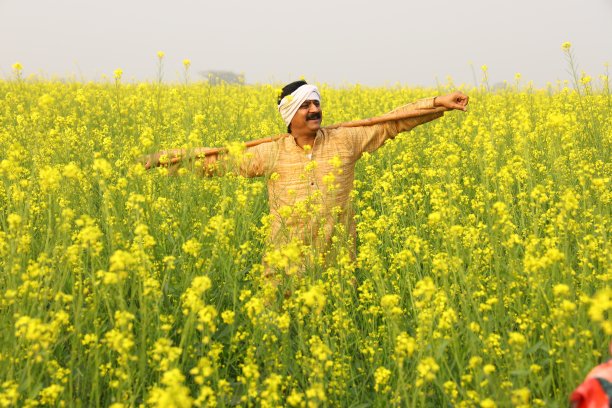 快乐的印度农民快乐地站在芥菜田里图片下载