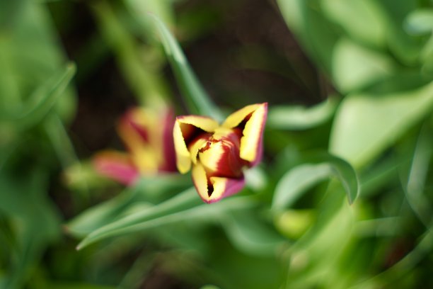 郁金香在春天盛开图片下载