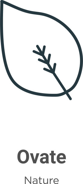 卵形轮廓图标细线黑色卵形图标图片下载