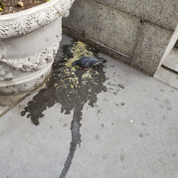 鸽子在人行道上吃呕吐物图片下载