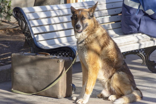 一只狗坐在行李箱旁边图片下载