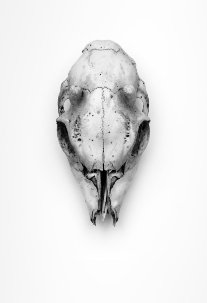 法洛 · 德恩斯库尔图片下载