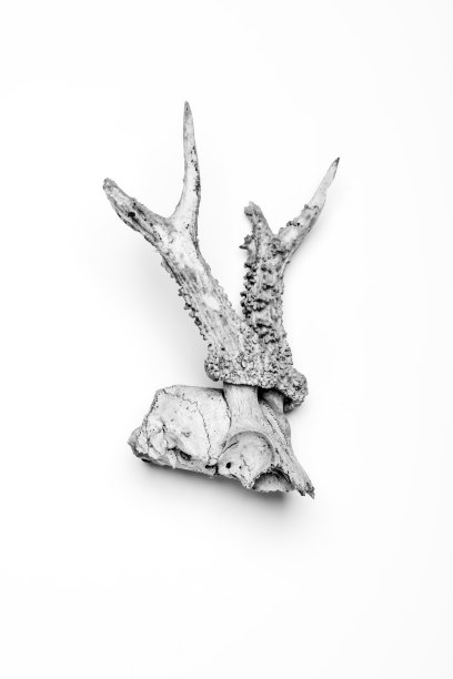 狍头骨图片下载