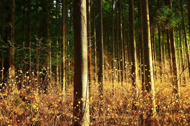 森林中盛开的三sumata花图片下载
