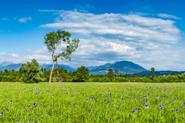 鸢尾花草地图片下载