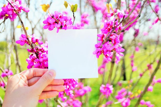 正方形的白色卡片和粉红色的花紫荆的模型图片下载