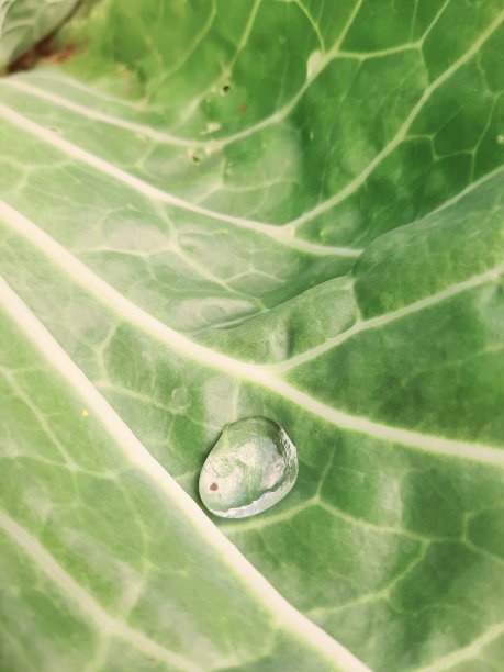 甘蓝叶上的一滴图片下载
