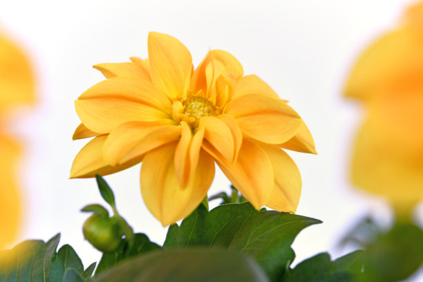 黄色大丽花图片下载