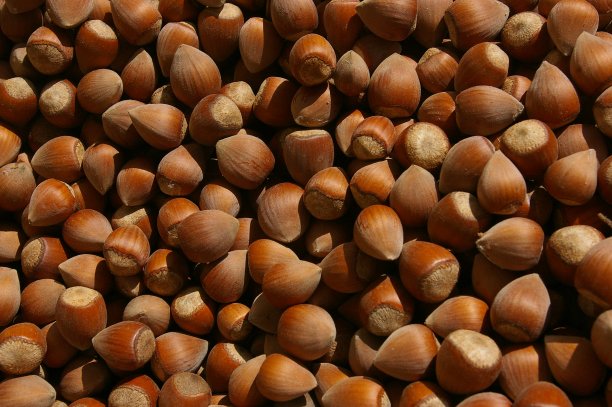 有机和天然榛果壳图片下载
