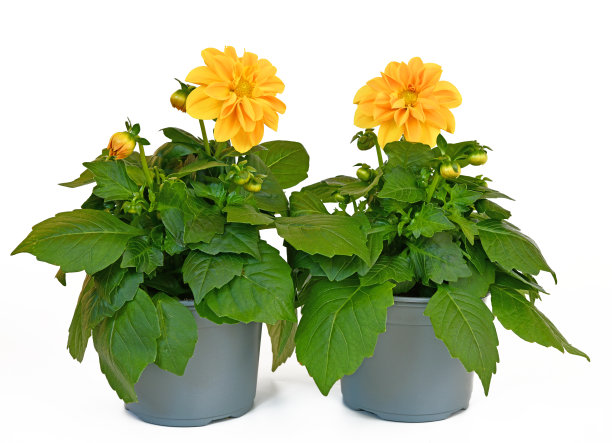 黄色大丽花图片下载