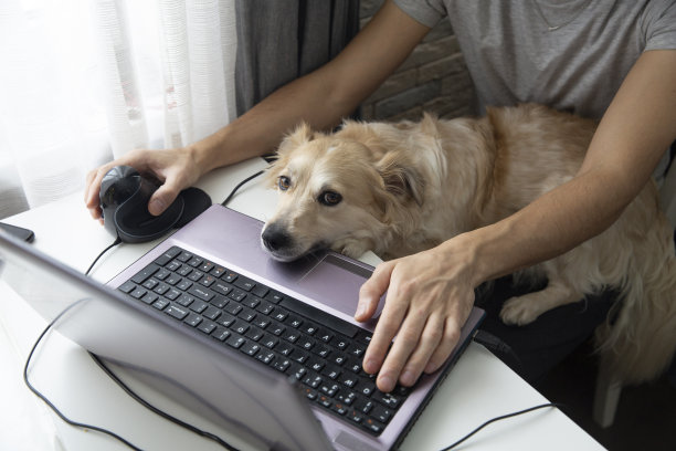 狗把嘴套在笔记本电脑上图片下载