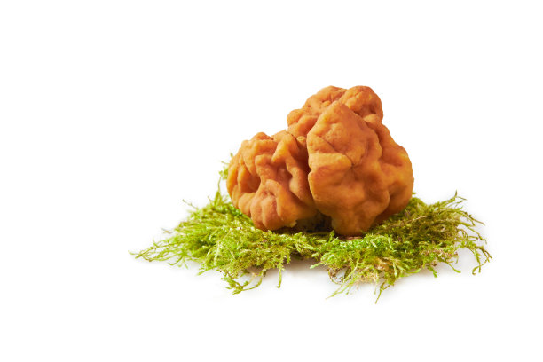 姬螺或雪假羊肚菌，小牛脑或牛鼻菌分离图片下载