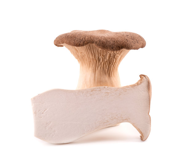 王牡蛎孤立在白色背景。侧耳属eryngii蘑菇。图片下载