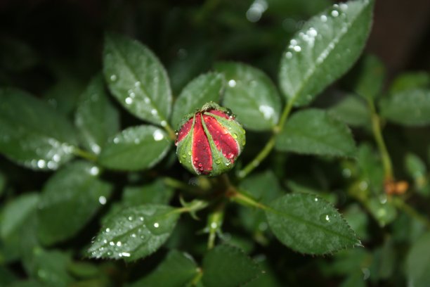 美丽的玫瑰花图片下载