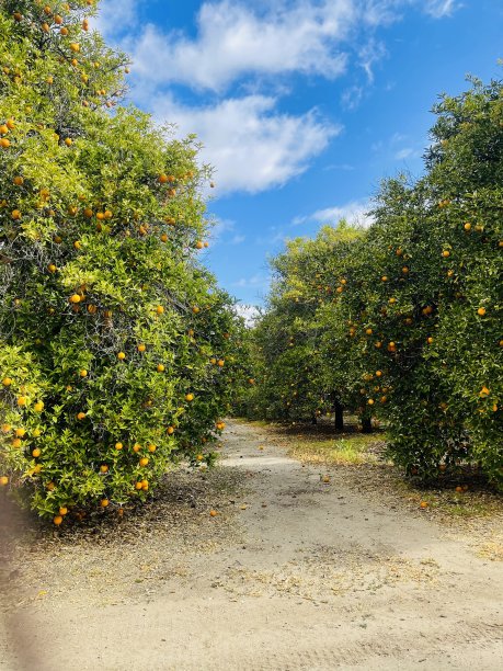卓有成效的橙树林图片下载