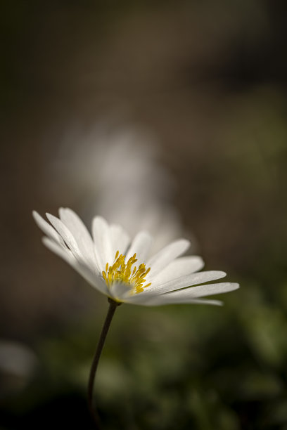 一个白色海葵的地面视图微距照片图片下载