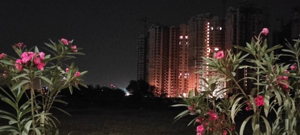 美丽的花之间的幸福建筑图片下载