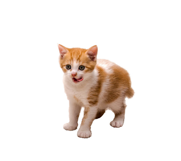 可爱的小红猫舔嘴唇孤立在白色的背景图片下载