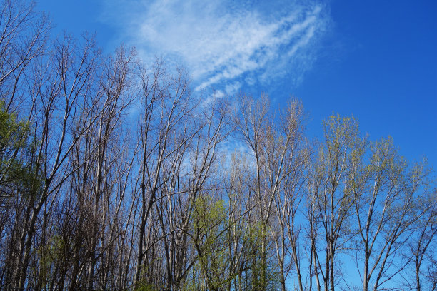 柳树盛开在岸边的Borcea臂上图片下载