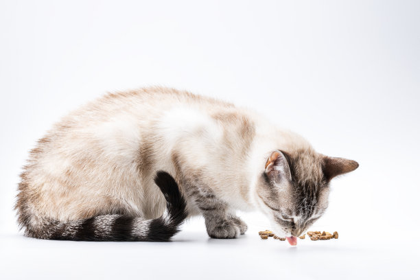 家猫吃干粮，猫粮广告，白色背景图片下载