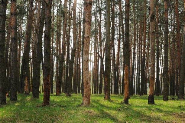 茂密美丽的春林里长满了松树。干净的环境。和平的时间图片下载