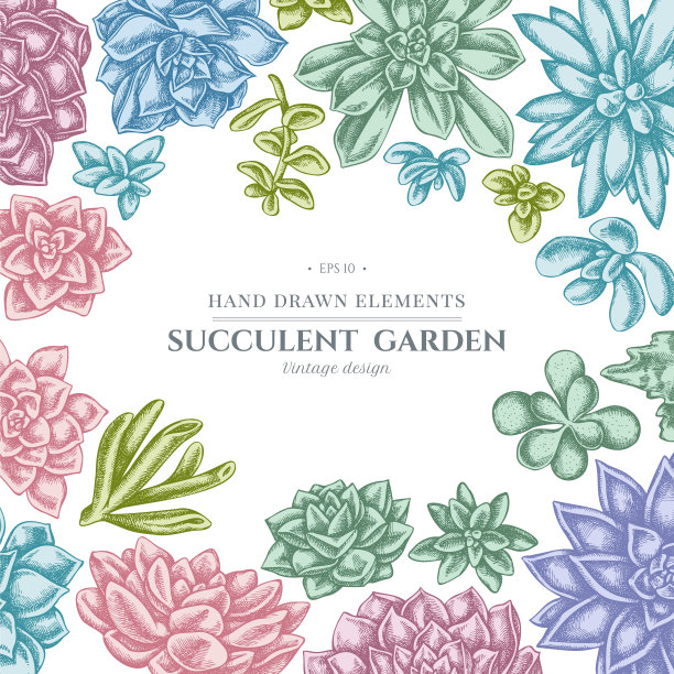 花的设计与柔和多汁的月桂图片下载