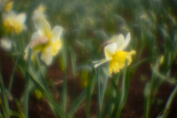 春天的鲜花盛开在自然的田野里。图片以清新、春天为插图，可作横幅、贺词卡图片下载