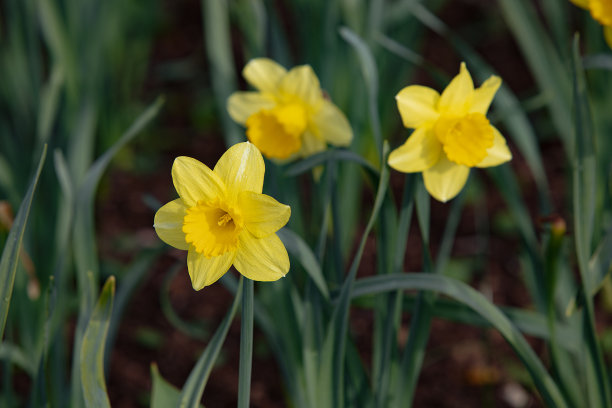 春天的鲜花盛开在自然的田野里。图片以清新、春天为插图，可作横幅、贺词卡图片下载