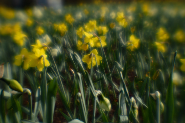 春天的鲜花盛开在自然的田野里。图片以清新、春天为插图，可作横幅、贺词卡图片下载