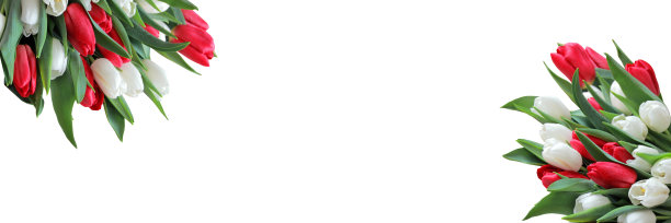 紫色和白色的郁金香花束孤立在白色的背景为旗帜图片下载