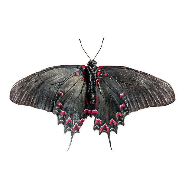 白色背景上的黑蝴蝶图片下载