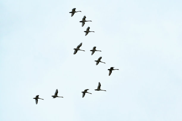 一群鸟，天鹅排成v字队形在蓝天上飞翔图片下载