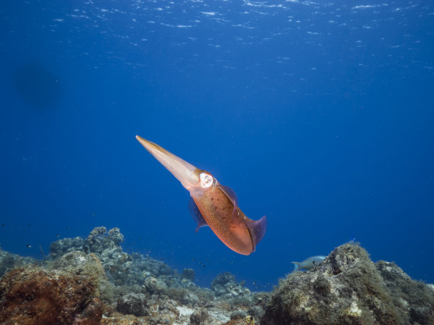 海景与加勒比海暗礁鱿鱼在绿松石水的珊瑚礁在加勒比海库拉索岛周围图片下载