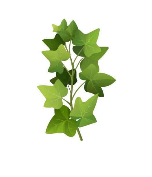 常青藤植物枝卡通矢量插图。爬的葡萄树。图片下载